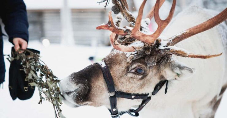 Rovaniemi: Reindeer, Huskies & Santa Claus Village - Good To Know