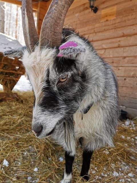 Rovaniemi: Reindeer, Huskies, Santa's Pets & Aurora Hunt - Good To Know  