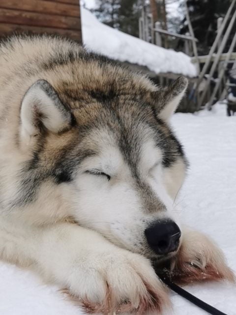 Rovaniemi: Reindeer, Huskies, Santa's Pets & Aurora Hunt - Pricing & Value Analysis
