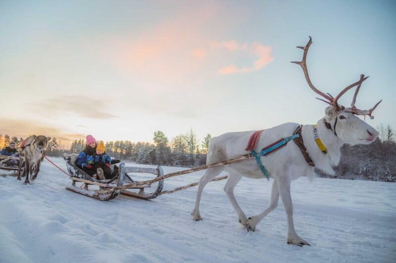 Rovaniemi: Reindeer Ride to Santa through the Magic Forest - Final Thoughts: Who Will Love This Tour?  