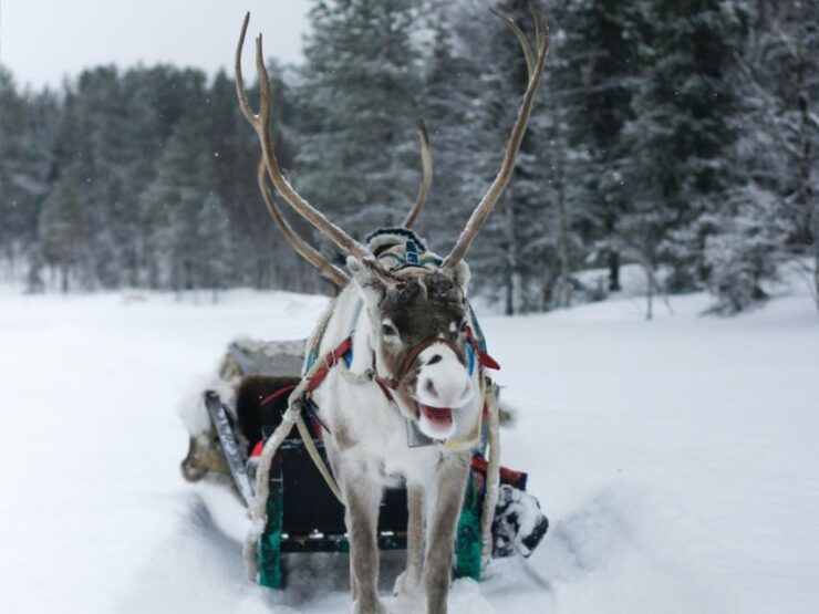 Rovaniemi: Reindeer Safari Tour & 2.5 Km Sled Ride - Booking Details