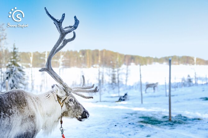 Rovaniemi Reindeer Sleigh Adventure - Good To Know