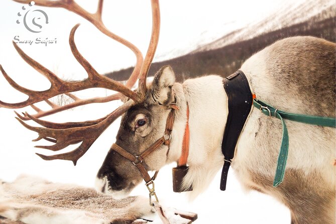 Rovaniemi Reindeer Sleigh Adventure - Overview and Experience