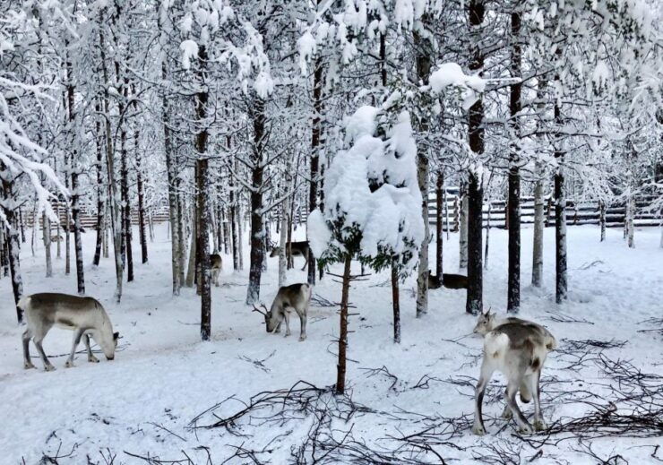 Rovaniemi: Reindeer Sleigh Ride With Hot Drink and Cookies - Customer Reviews