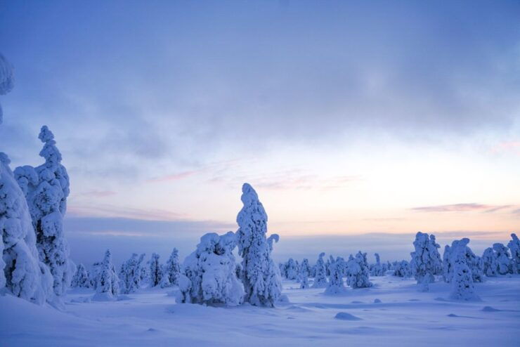 Rovaniemi: Riisitunturi National Park Day Trip With Lunch - Experience Highlights