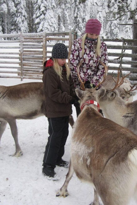 Rovaniemi: Saami Reindeer Farm Visit & Sleigh Ride - Cultural Significance of Reindeer