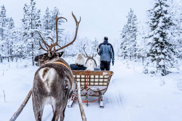 Rovaniemi: Saami Reindeer Farm Visit & Sleigh Ride - Booking Information