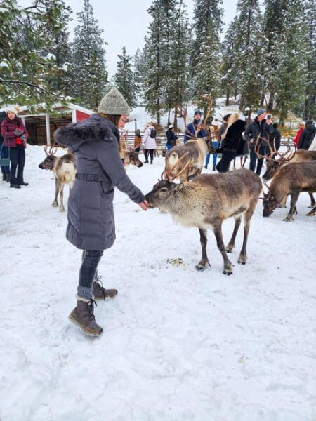 Rovaniemi: Saami Reindeer Farm Visit & Sleigh Ride - Tips for Your Visit
