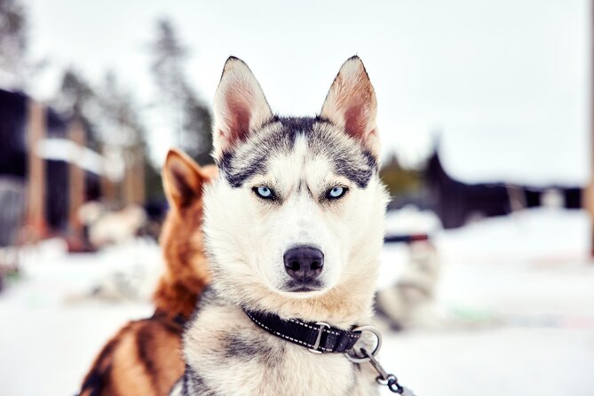Rovaniemi Santa Claus Village, Reindeer and Husky Tour - Additional Information
