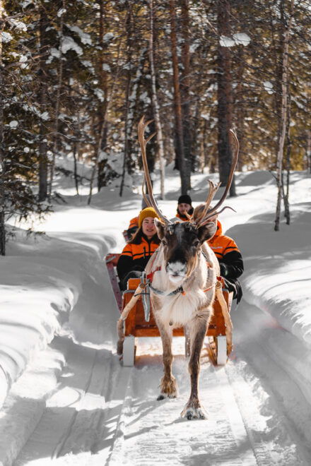 Rovaniemi: Santa Claus Village Tour, Reindeer Ride and Lunch - Customer Reviews