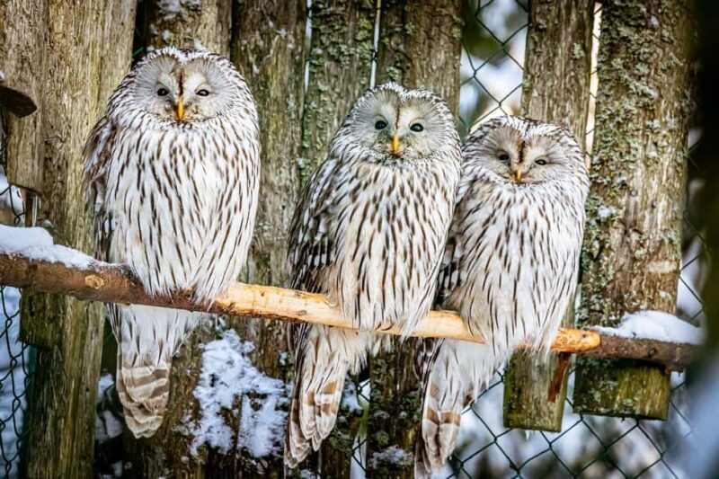 Rovaniemi: Santa Claus Village, Zoo, and Waterfalls Tour - Rovaniemi: Santa Claus Village, Zoo, and Waterfalls Tour