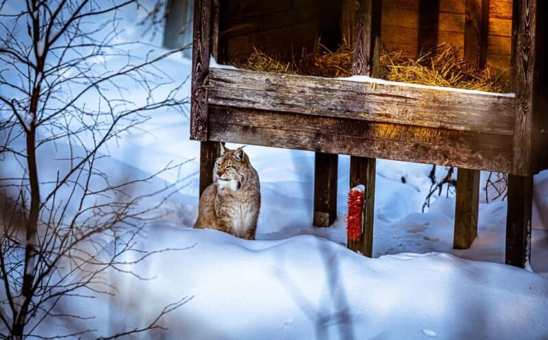 Rovaniemi: Santa Claus Village, Zoo, and Waterfalls Tour - Practical Details and What Travelers Should Know