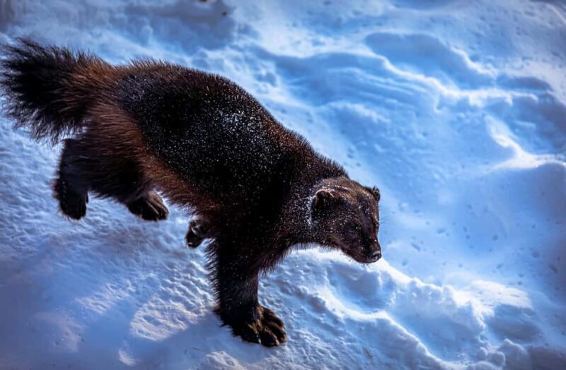 Rovaniemi: Santa Claus Village, Zoo, and Waterfalls Tour - The Sum Up