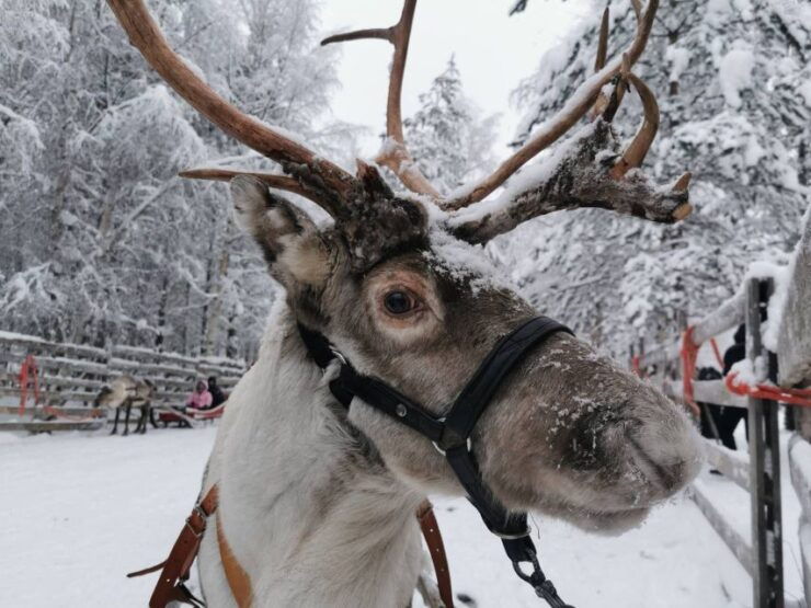 Rovaniemi: Santa's Reindeer, Huskies, Elf Farm & Aurora BBQ - Activity Details