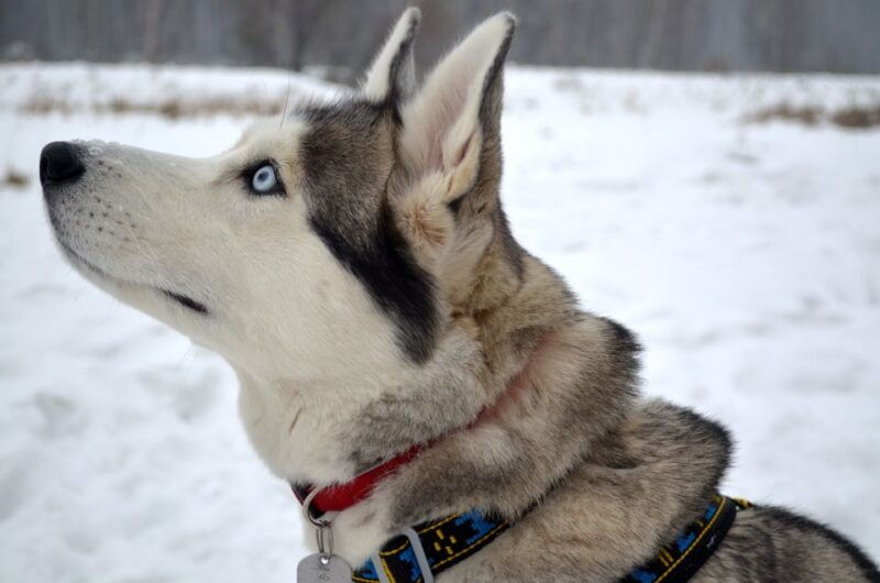 Rovaniemi: Self-Drive Husky Sleigh Ride Adventure - Good To Know