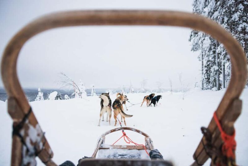 Rovaniemi: Self-Driving Husky Tour 7-kilometers - Good To Know
