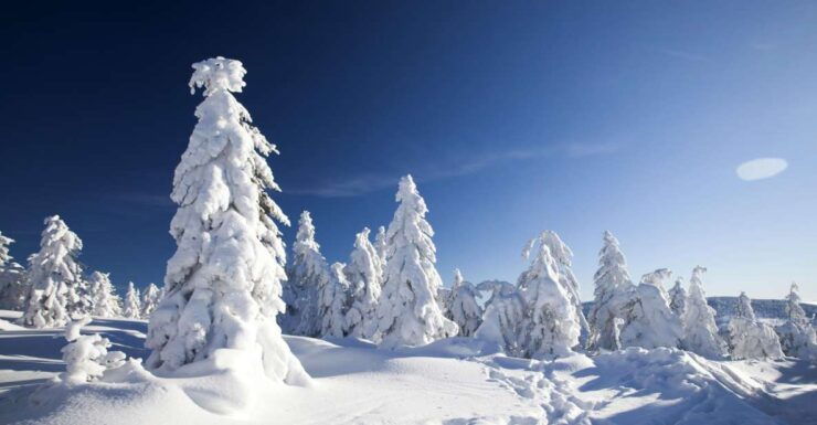 Rovaniemi: Snowmobile Safari Adventure - Experience Highlights