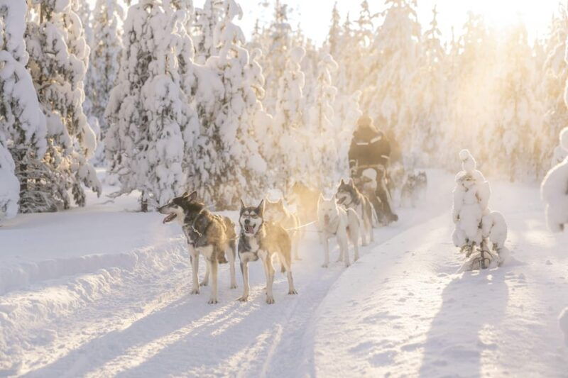 Rovaniemi: Snowmobile Safari, Reindeer & Husky Sleigh Ride - Good To Know