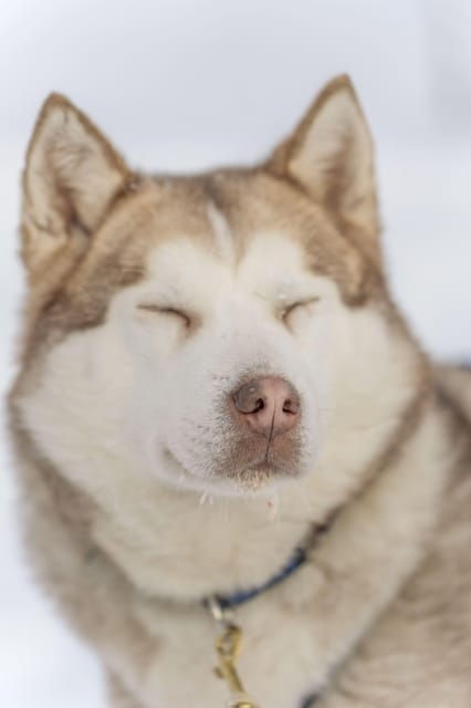 Rovaniemi: Snowmobile Safari, Reindeer & Husky Sleigh Ride - Authenticity and Unique Insights from Guest Reviews