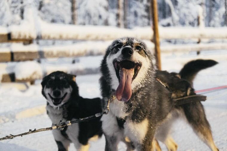 Rovaniemi: Snowmobile Safari, Reindeer & Husky Sleigh Ride - FAQ
