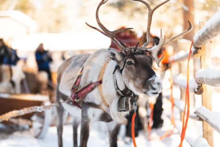 Rovaniemi: Snowmobile to Reindeer Farm & Santa Claus Village - Activity Details