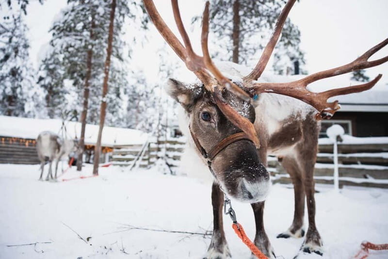 Rovaniemi: Snowmobile Tour and Reindeer Experience - Good To Know
