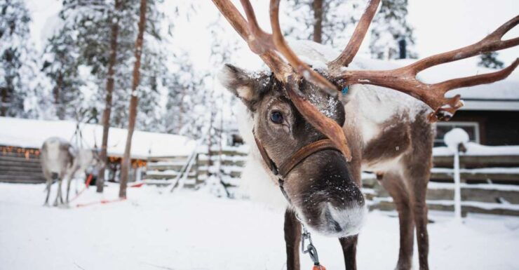 Rovaniemi: Snowmobile Tour and Reindeer Farm Experience - Experience Highlights