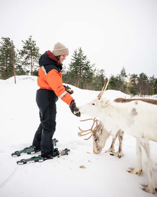 Rovaniemi: Snowshoe trip to meet reindeer - Introduction
