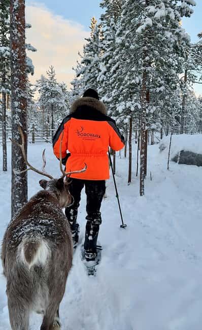 Rovaniemi: Snowshoe trip to meet reindeer - Good To Know