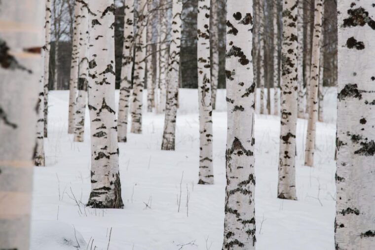 Rovaniemi: Snowshoeing in the Arctic Wilderness - FAQs  
