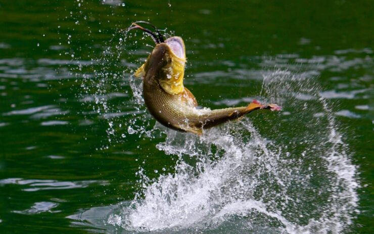 Rovaniemi: Summer Fishing Tour in Arctic Nature & BBQ - Booking Process