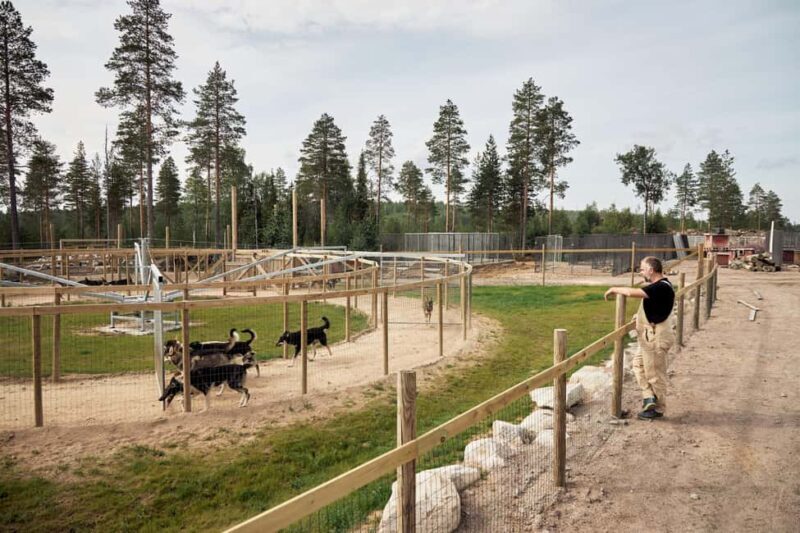 Rovaniemi: Summer Husky Kennel Tour and Cart Ride - Good To Know