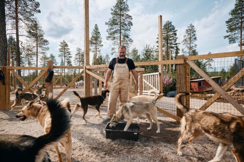 Rovaniemi: Summer Husky Kennel Tour and Cart Ride - An Authentic Glimpse Into Husky Life in Summer