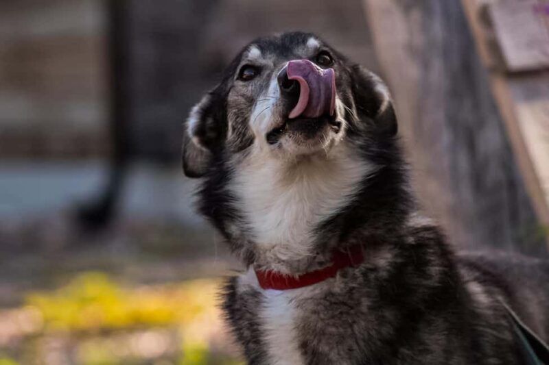 Rovaniemi: Summer Husky Kennel Tour and Cart Ride - Transportation and Booking