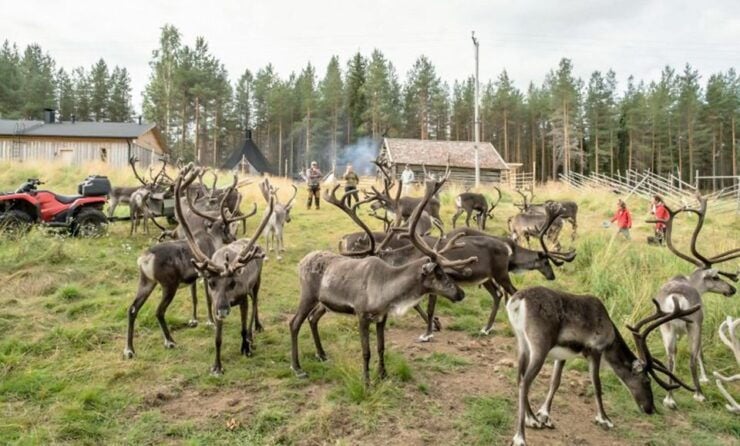 Rovaniemi: Summer Reindeer Farm Experience - Location and Duration