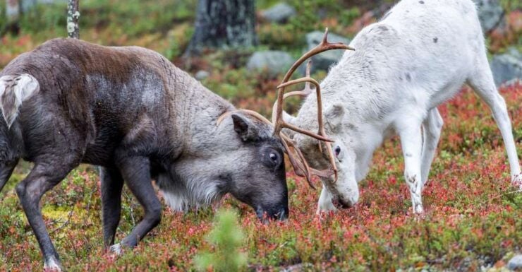 Rovaniemi: Summer Reindeer Farm Experience - Booking Details