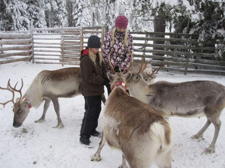 Rovaniemi: Traditional Reindeer Farm Visit & Sleigh Ride - Activity Details