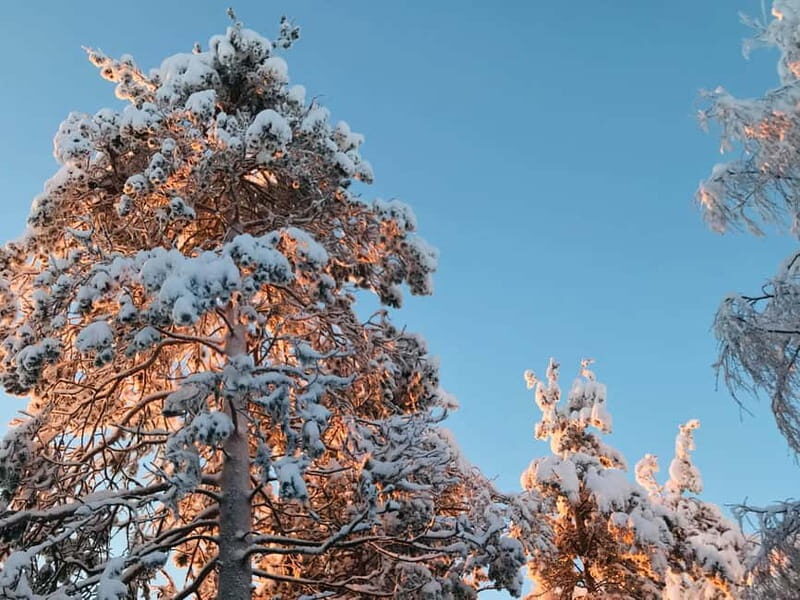 Rovaniemi: Trip to Ranua Zoo with Tickets - Flexibility and Personal Pace