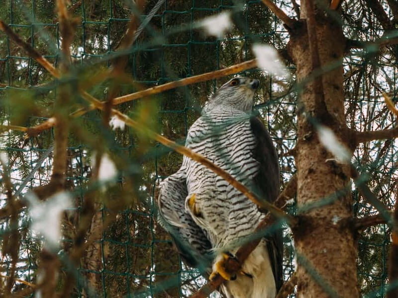 Rovaniemi: Trip to Ranua Zoo with Tickets - Additional Experiences and Insights