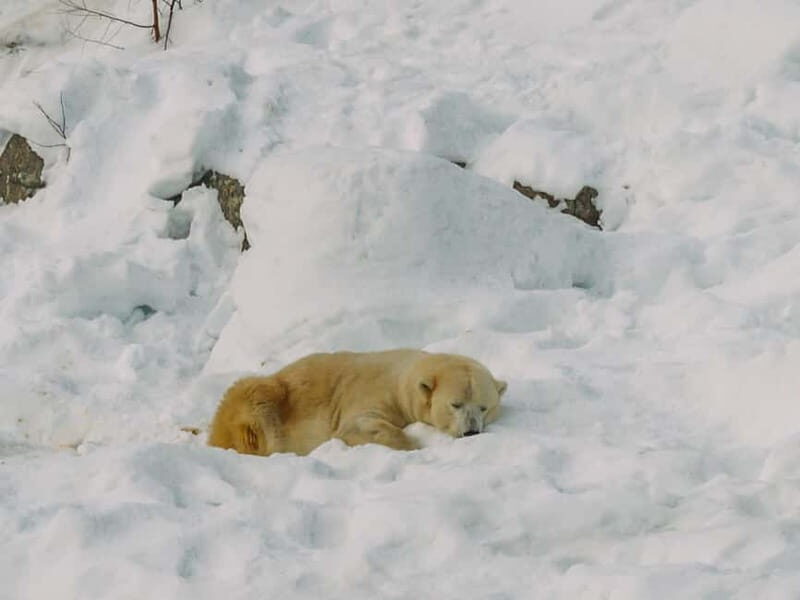 Rovaniemi: Trip to Ranua Zoo with Tickets - The Sum Up