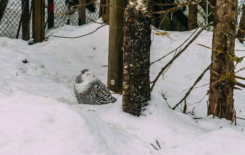 Rovaniemi: Trip to Ranua Zoo with Tickets - Good To Know
