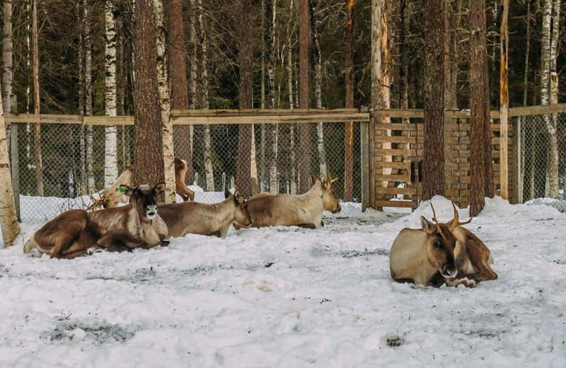 Rovaniemi: Trip to Ranua Zoo with Tickets - Detailed Animal Encounters