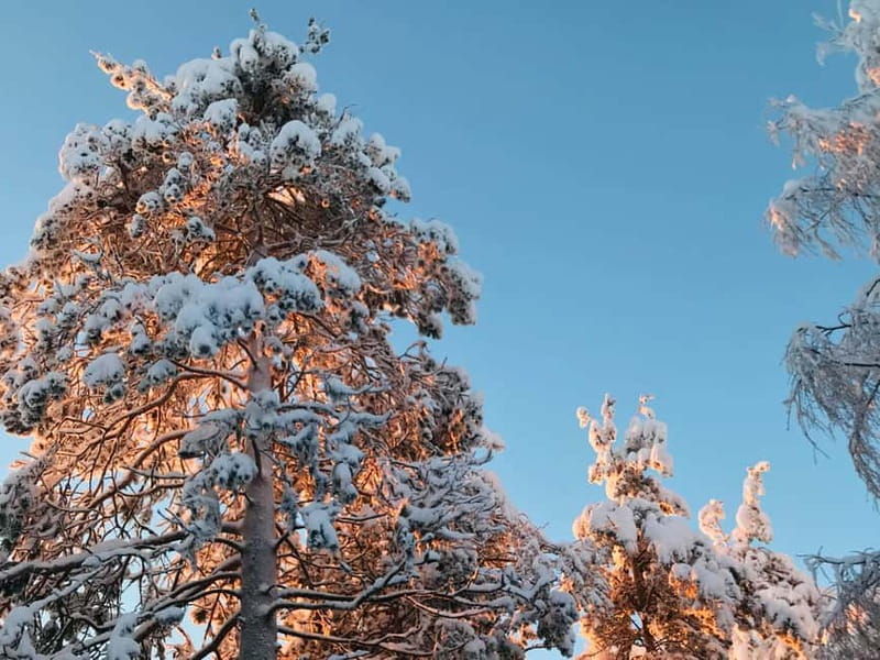 Rovaniemi: Trip to Ranua Zoo with Tickets - Flexibility and Booking