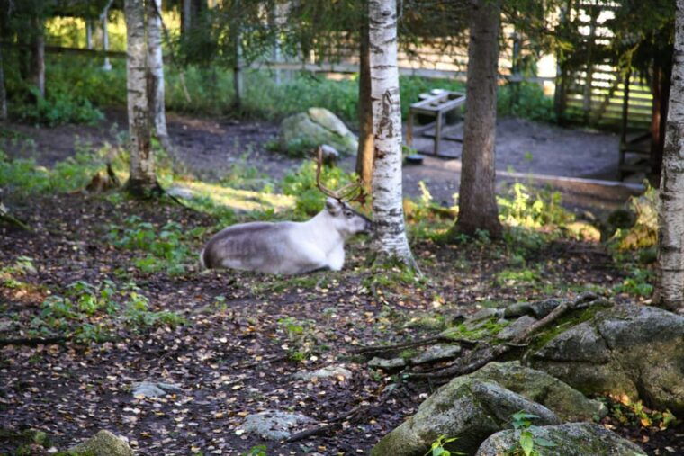Rovaniemi: trip to the Ranua Zoo (transportation, tickets) - The Sum Up