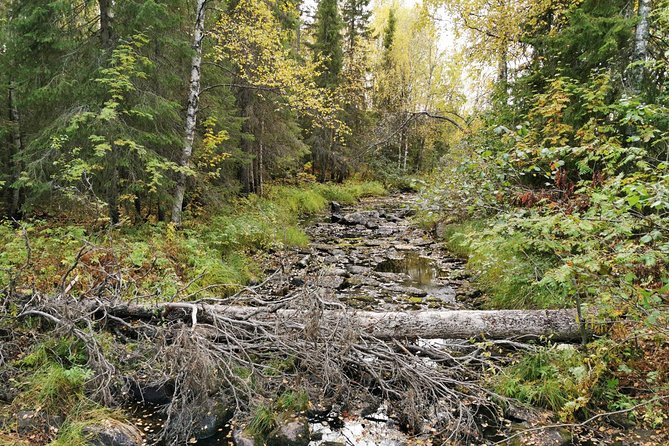 Rovaniemi: Vaattunkiköngäs Nature Trail Hiking Tour - Pricing and Booking
