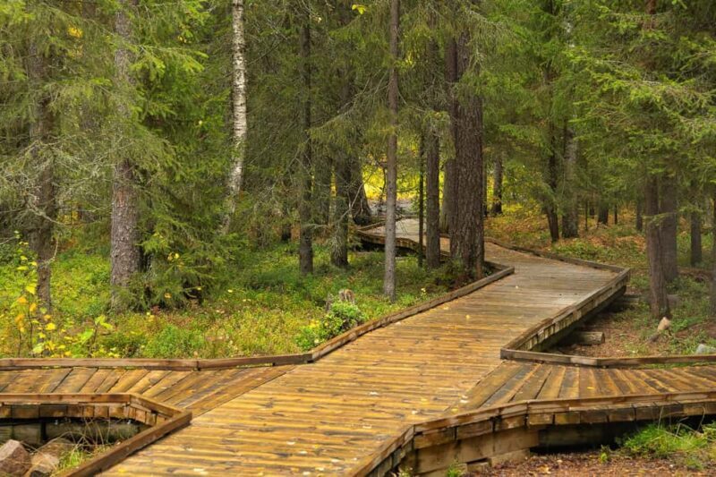 Rovaniemi: Vaattunkiköngäs Trail Arctic Circle Forest Hike - Introduction: What to Expect from This Lappish Nature Walk