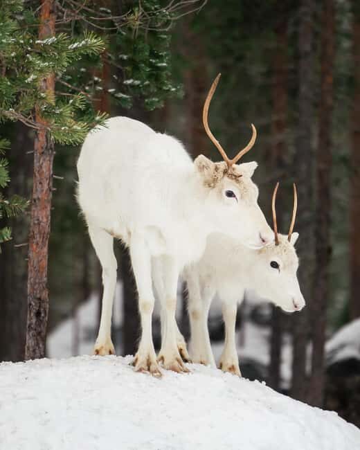 Rovaniemi: Visit Authentic Family-owned Reindeer Farm - Introduction