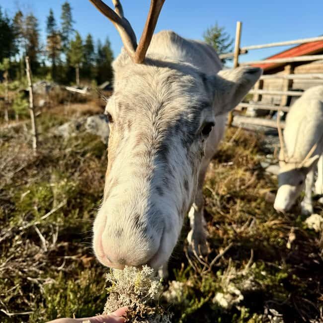 Rovaniemi: Visit Authentic Family-owned Reindeer Farm - Good To Know