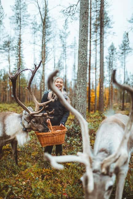 Rovaniemi: Walk with Reindeer - Introduction