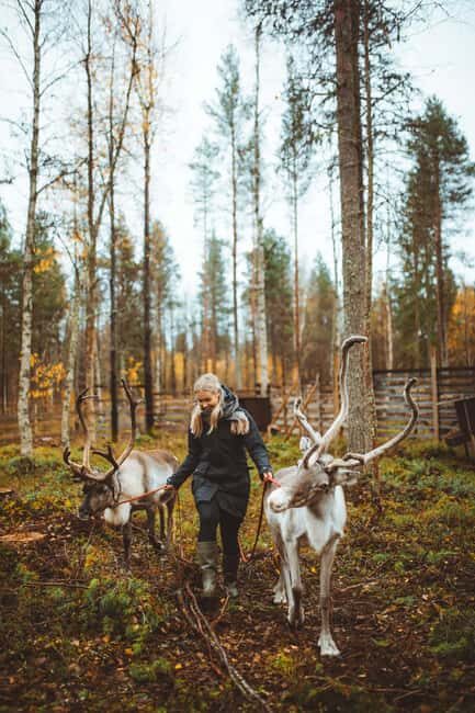 Rovaniemi: Walk with Reindeer - Good To Know